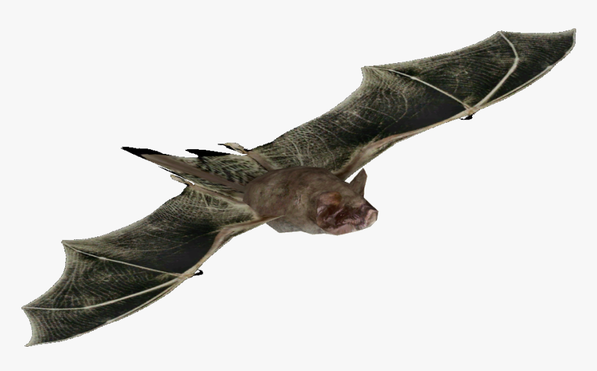 Mexican Free Tailed Bat Png, Transparent Png - Little Brown Myotis, Png Download