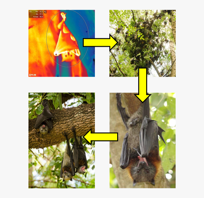 Picture - Black Flying Fox Size, HD Png Download