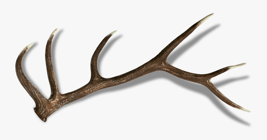 Reindeer, HD Png Download