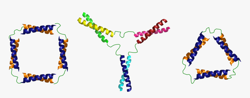 Some Designs For Coiled-coil Nanostructures - Peptide Coiled Coil Self Assembly, HD Png Download