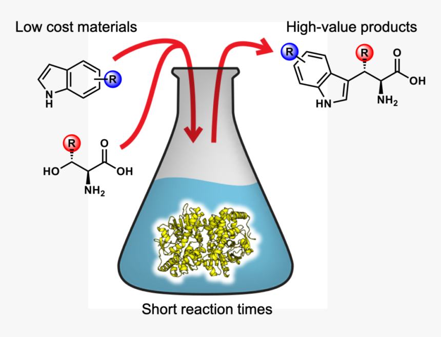 Technology - Directed Evolution Frances Arnold, HD Png Download