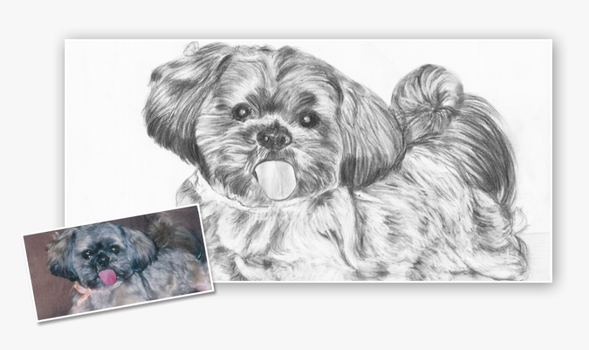 Pekingese, HD Png Download