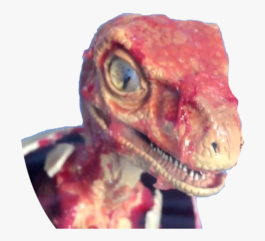 Transparent Riptor Png - Turkey Vulture, Png Download