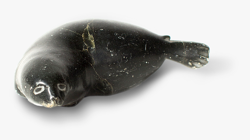 Harbor Seal, HD Png Download