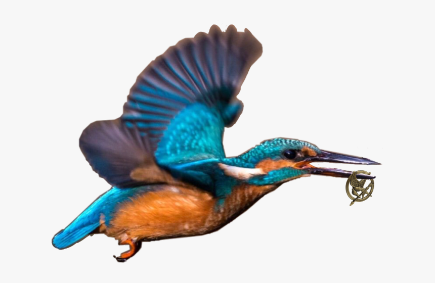 Mockingjay Freetoedit - Mockingjay, HD Png Download