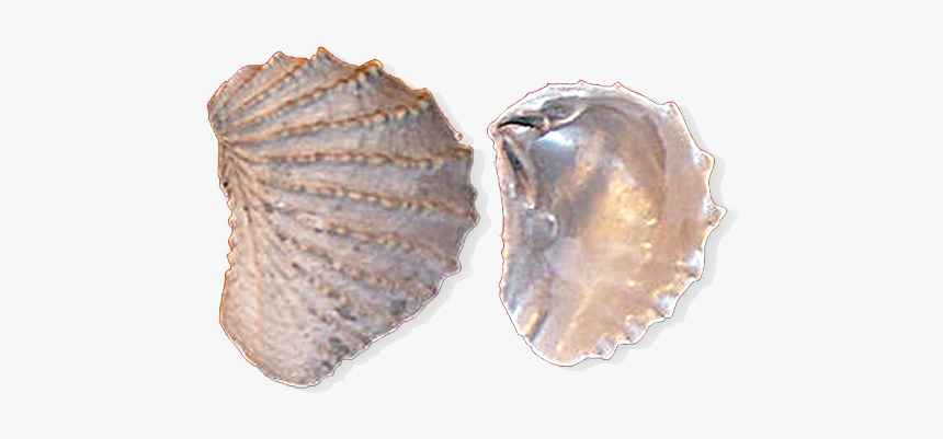 Tennessee State Fossil, HD Png Download