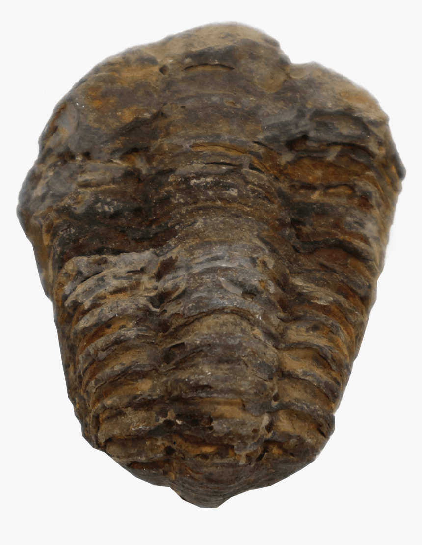 Trilobite Flexicalymene - Trilobite, HD Png Download