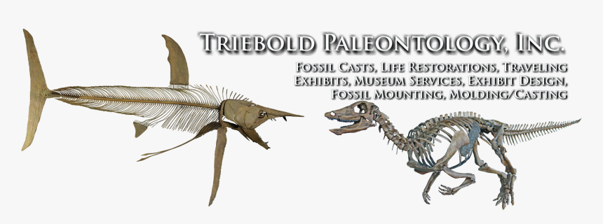 We Have Been Supplying The World S Museums With Fossils - Protosphyraena Perniciosa, HD Png Download