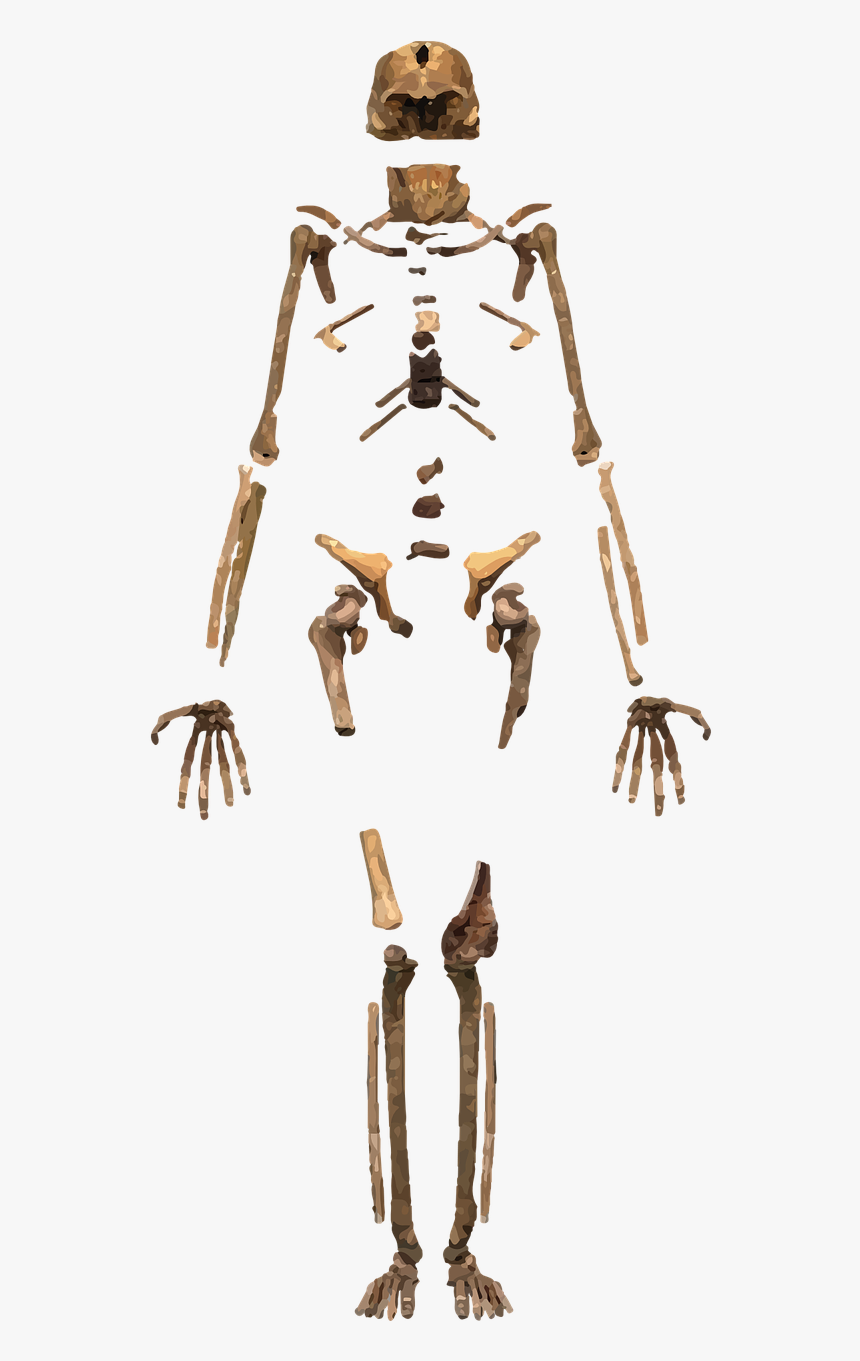 Homo Naledi In The Rising Star Cave System - Arqueologia Imagenes Png, Transparent Png