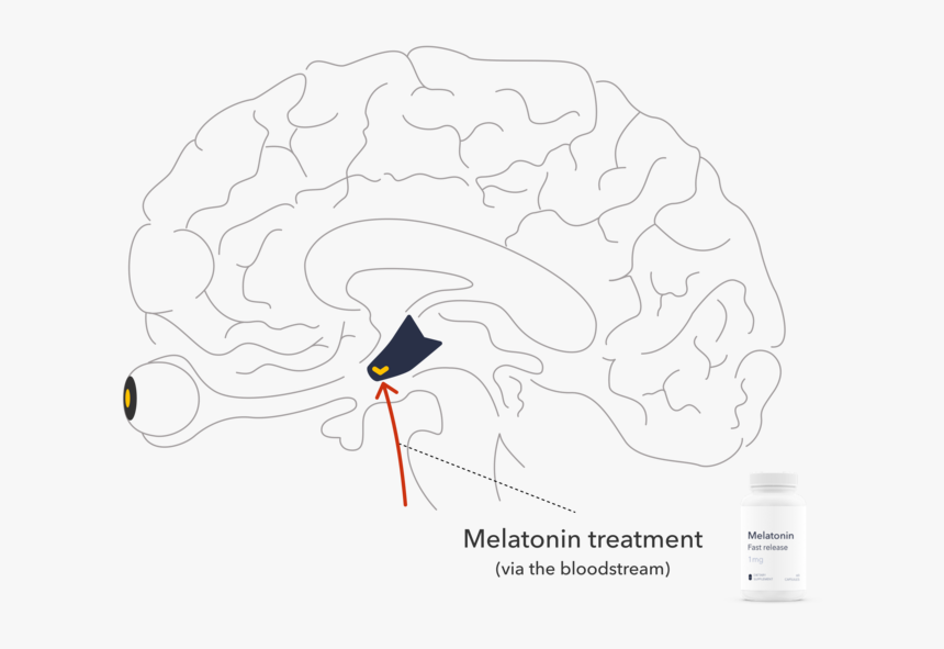 The Right Type And Dose Of Melatonin, At The Right - Illustration, HD Png Download