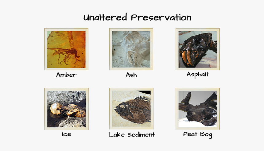 Otzi The Iceman, HD Png Download