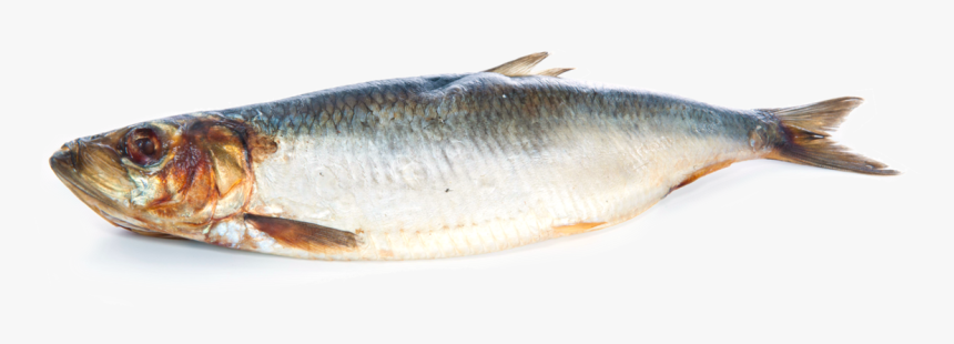 Thumb Image - Transparent Herring Fish Png, Png Download