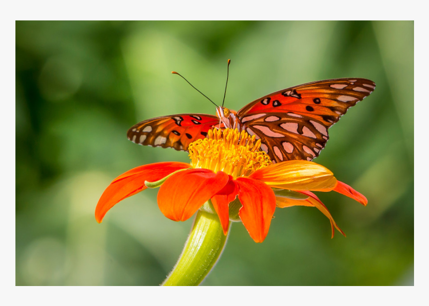 Monarch Butterfly, HD Png Download