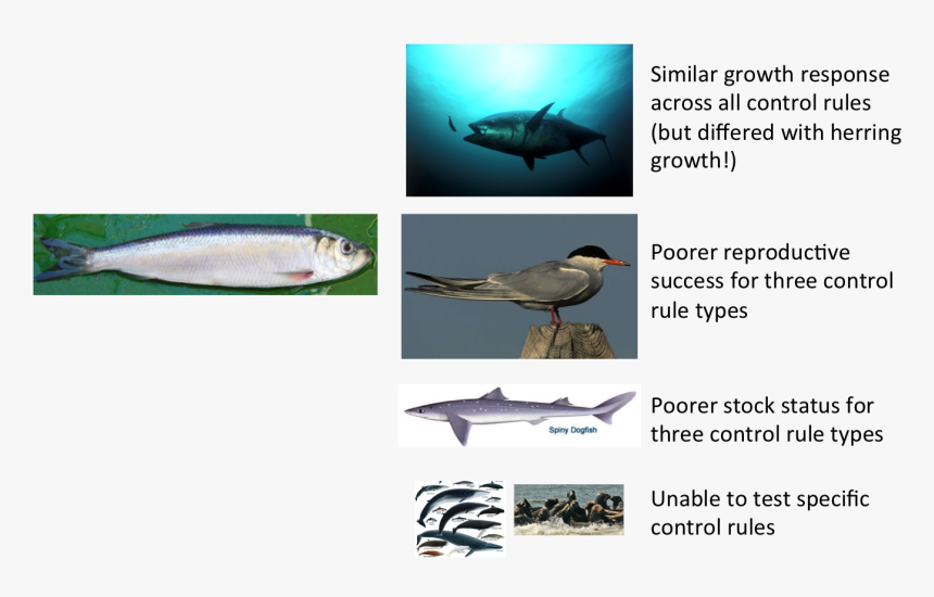 Atlantic Bluefin Tuna, HD Png Download