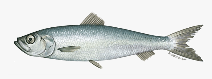 Atlantic Herring, HD Png Download
