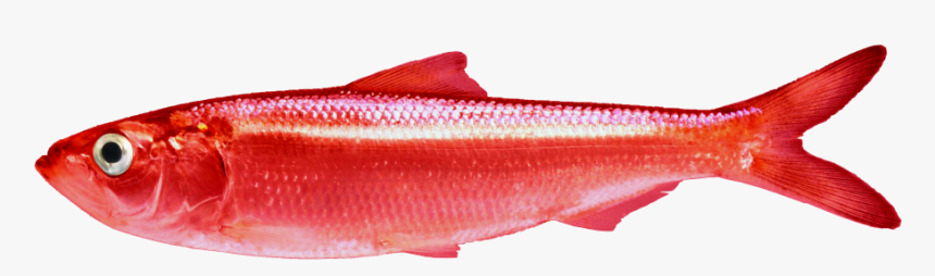 Red Herring Clear Background, HD Png Download