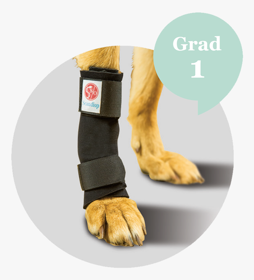 Transparent Dog Leg Png - Paw, Png Download