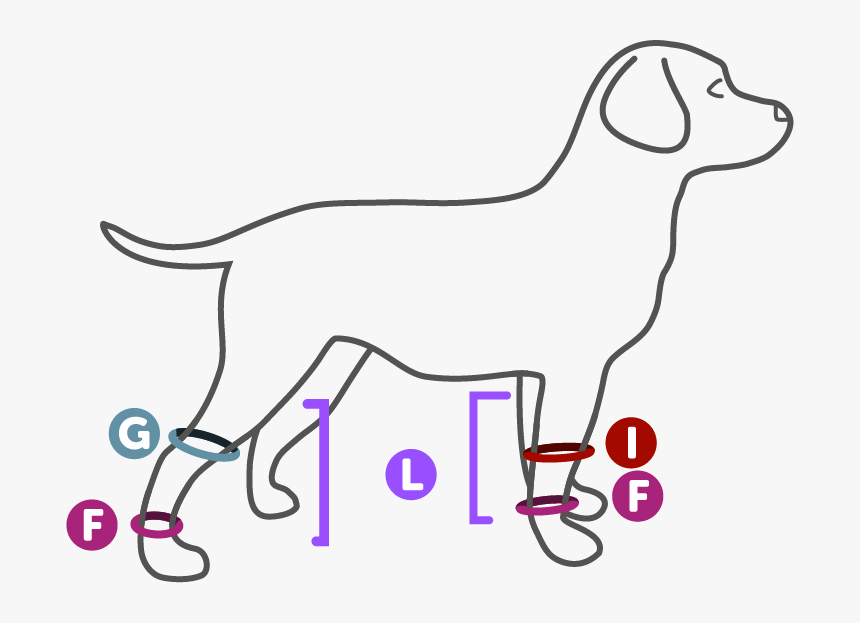 Knee Compression Sleeve For Dogs, HD Png Download