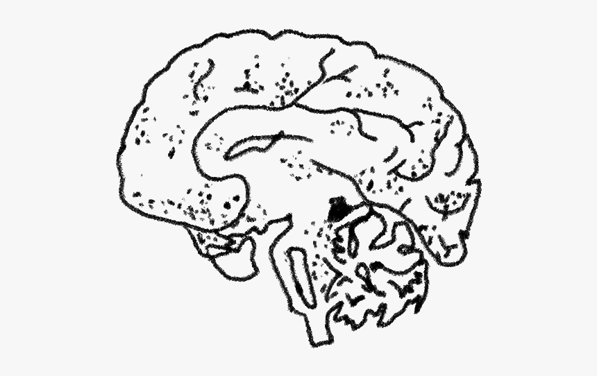 Brain - Illustration, HD Png Download