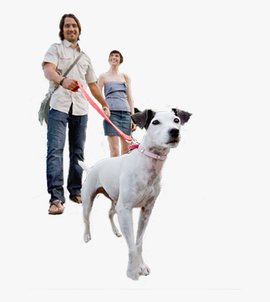 Companion Dog, HD Png Download