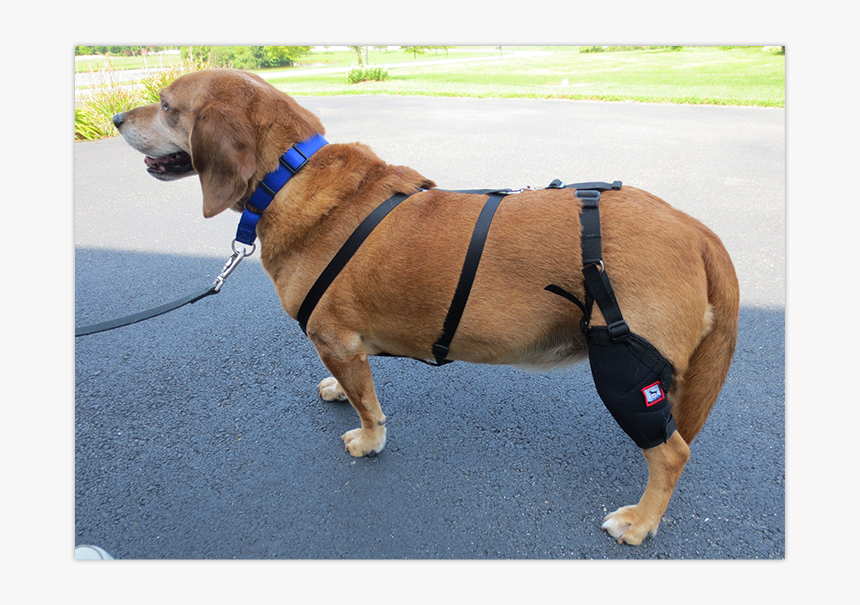 Image - Companion Dog, HD Png Download