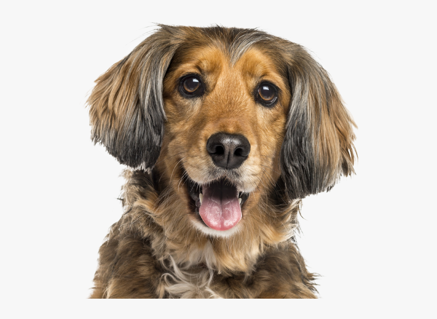 New Braunfels Vet At Comal Pet Hospital - Dog Vitamins, HD Png Download