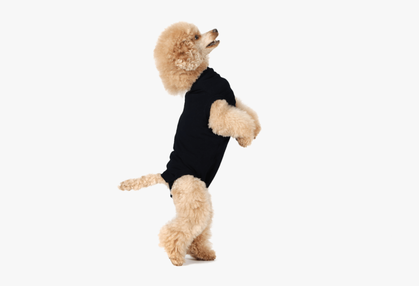 Transparent Dog Leg Png - Suitical Recovery Suit For Dogs, Png Download