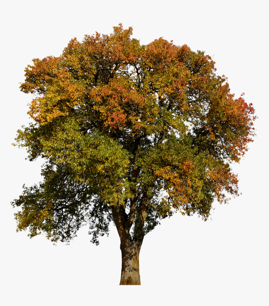 Fall Tree Png Aesthetic, Transparent Png