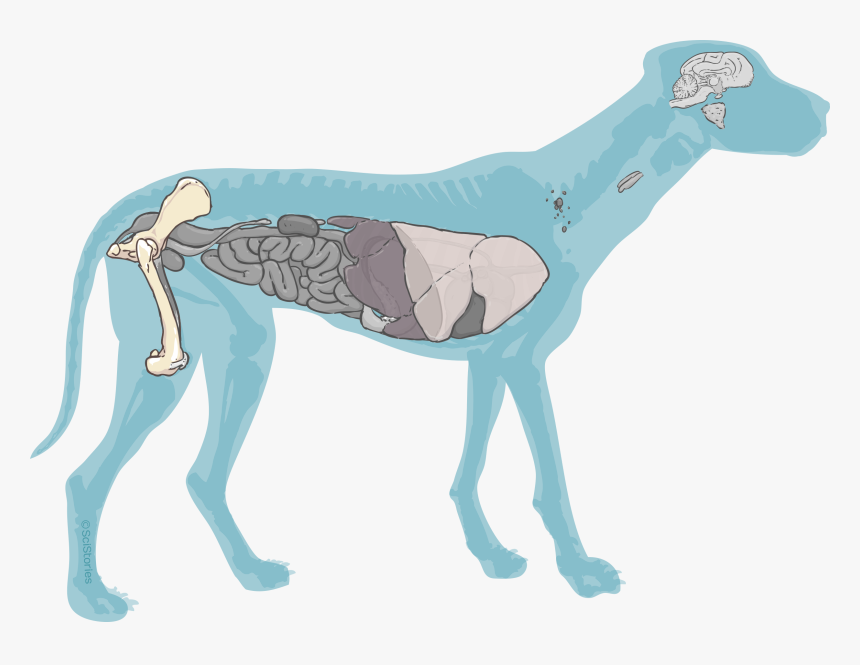 Illustration, HD Png Download