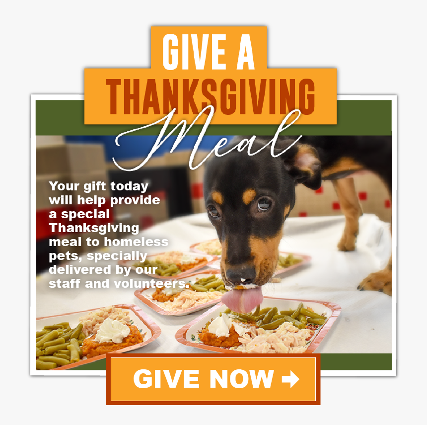 Companion Dog, HD Png Download