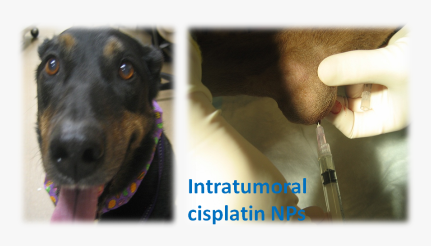 Dog1 - Dobermann, HD Png Download