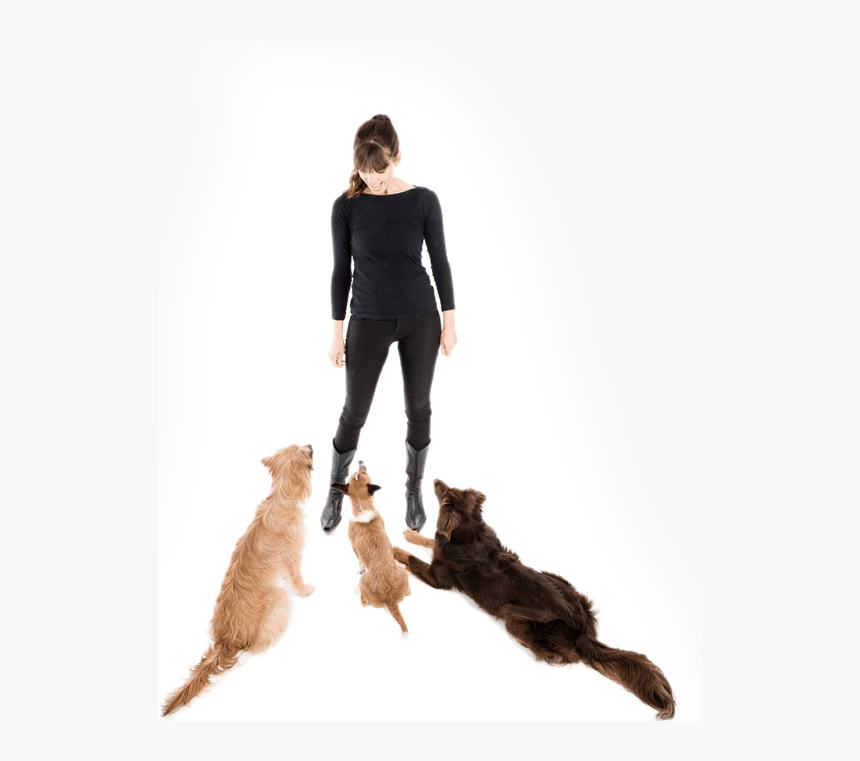 Cat Jumps, HD Png Download