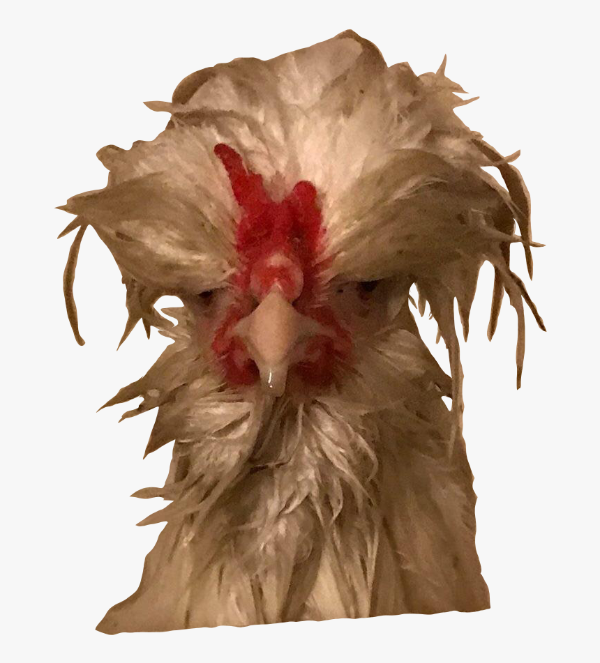 Rose, HD Png Download