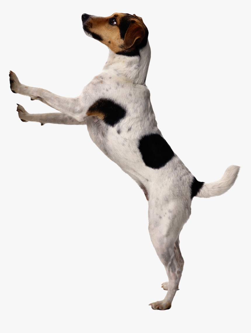 Dog Png Image Puppy - Png Background Hd Dog, Transparent Png