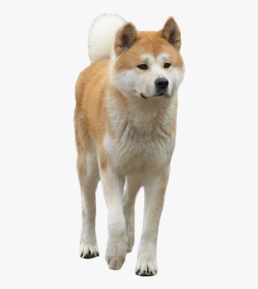 Hachiko The Dog Png Image - Dog Png, Transparent Png