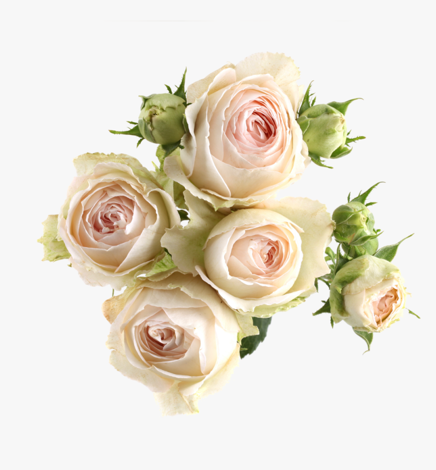 Pink Laceavailable Stem Size - Garden Roses, HD Png Download