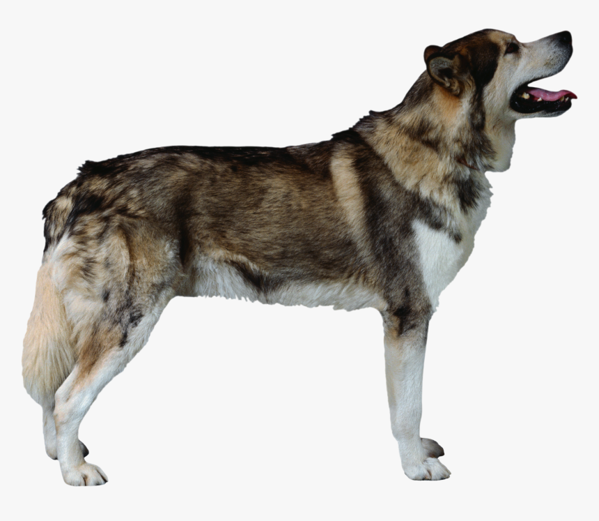Dog Png - Periodontal, Transparent Png