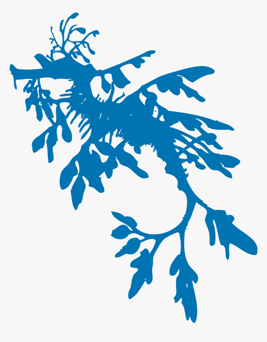 Leafy Sea Dragon Art, HD Png Download