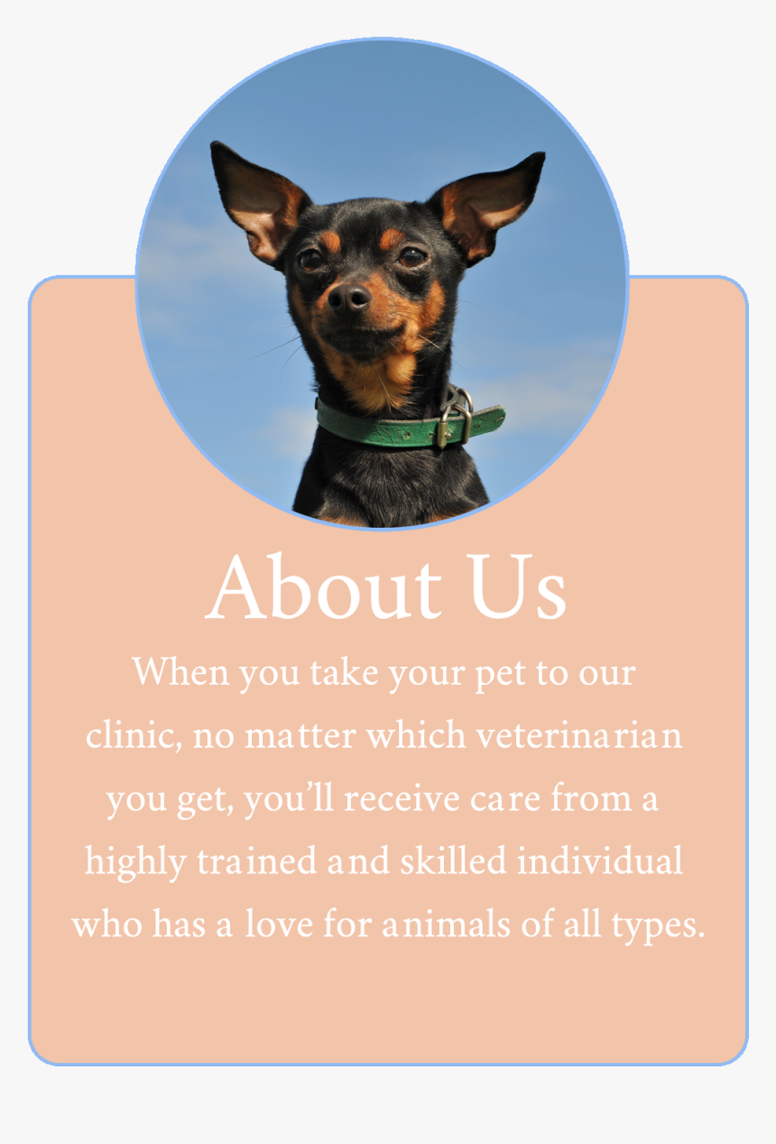 T Shirt Chien Pinscher, HD Png Download