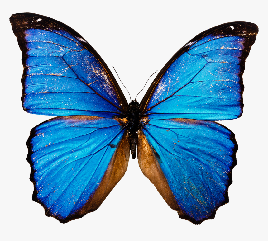 Blue Butterfly Png Image - Blue Butterfly White Background, Transparent Png