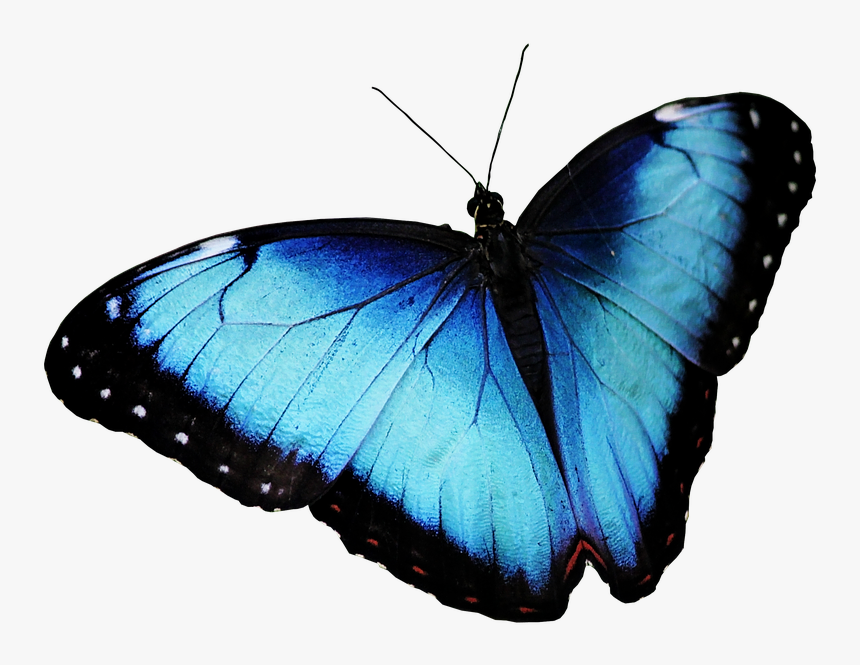 Butterfly, Blue Butterfly, Butterfly Png - 蝴蝶 Png, Transparent Png