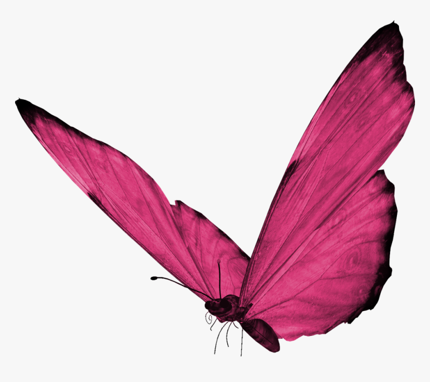 Butterfly Png, Transparent Png