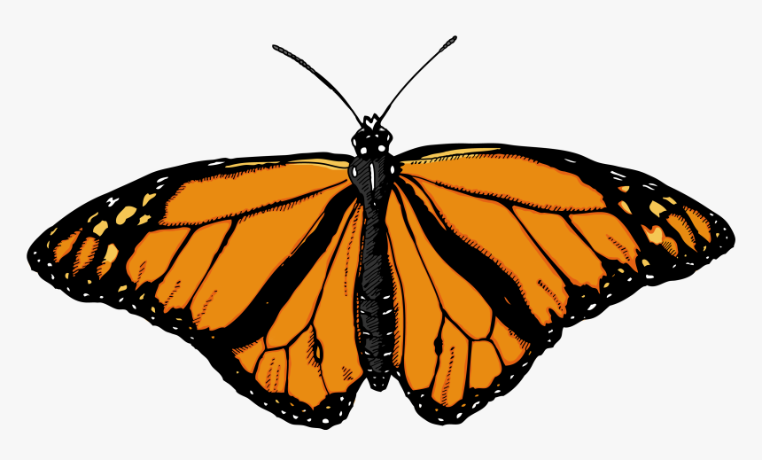 Butterfly Png Image - Butterflies With White Background, Transparent Png