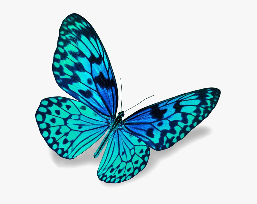 Blue Butterfly Png Download Image - Bliss Fresh Fresh Matic, Transparent Png