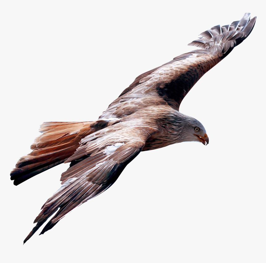 Eagle Fly Png Image - True Leader Is One Who Is Humble Enough, Transparent Png