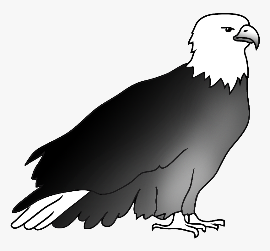 Resting Bald Eagle Drawing - Drawing, HD Png Download