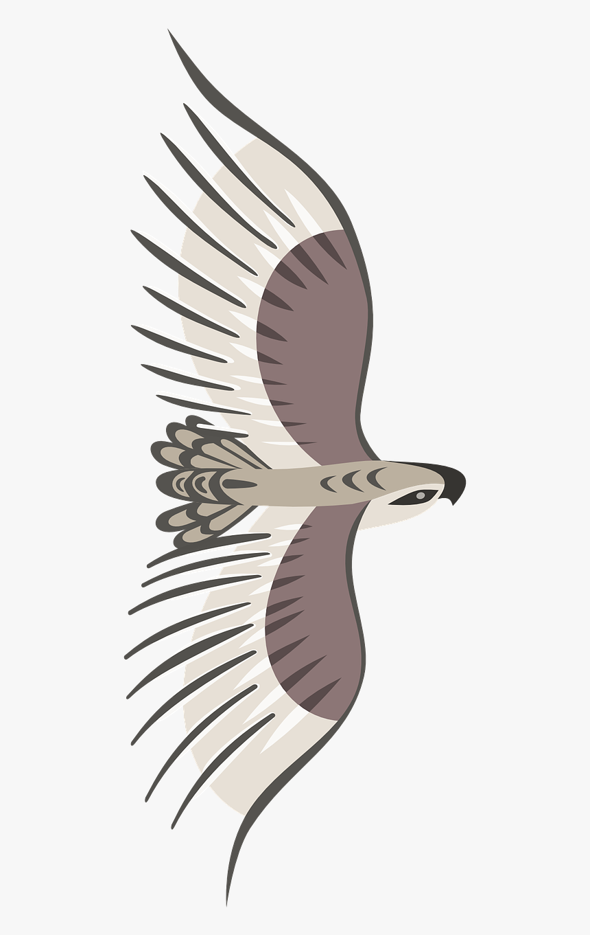 Flying Bird Top View Png, Transparent Png