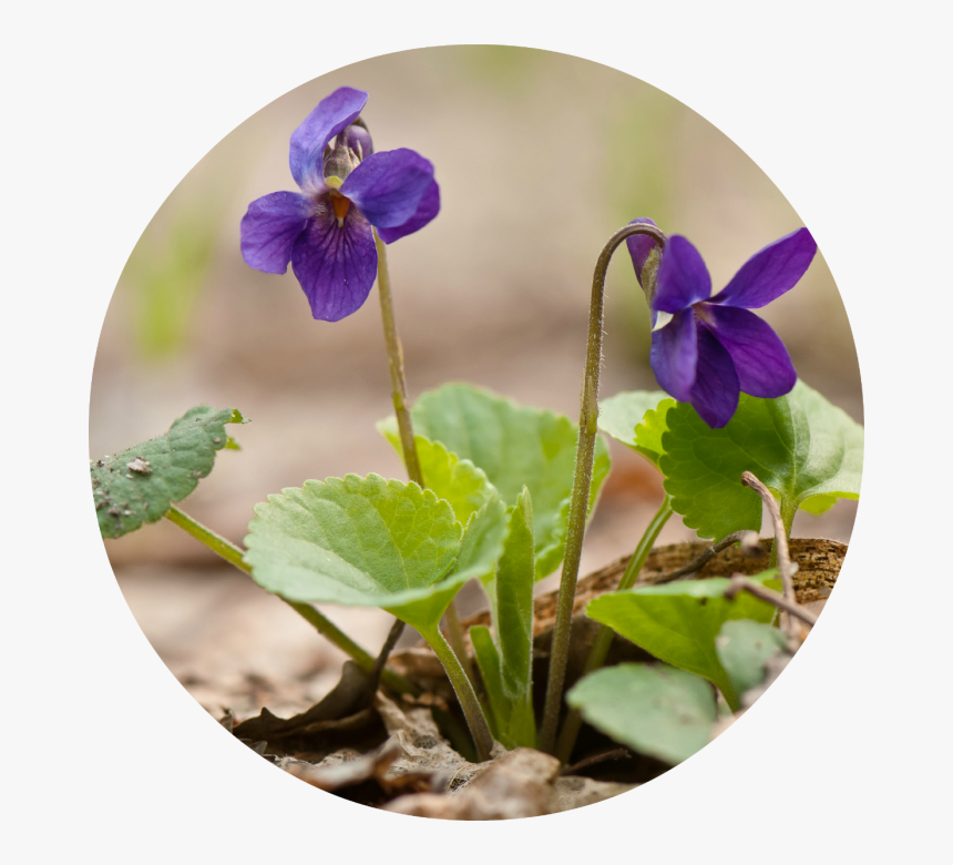 Pansy, HD Png Download