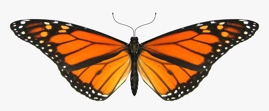 Transparent Monarch Butterfly Gif, HD Png Download