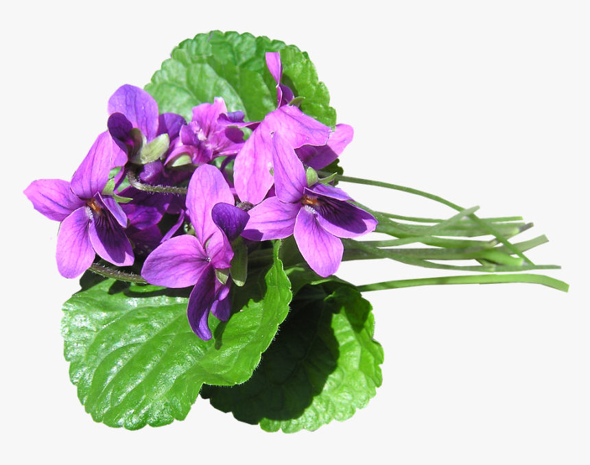 Violetas Png, Transparent Png